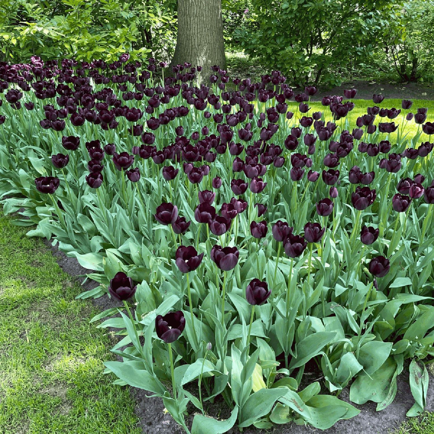 Tulip 'Queen of Night'